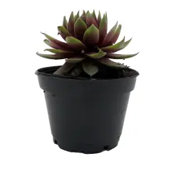Chick Charmlettes&reg; Rowdy Rudy - Sempervivum - 2" Pot