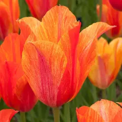 El Nino Single Late Tulip 7 Bulbs - 12/+ cm Bulbs