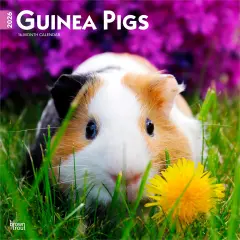 Guinea Pigs | 2026 12 x 24 Inch (Hanging) Monthly Square Wall Calendar | Plastic-Free