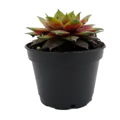 Chick Charmlettes&reg; Darlin' Dottie' - Sempervivum - 2" Pot