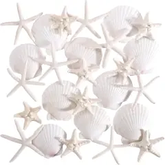 24 PCS Natural Starfish 2-4" and Scallop Shell