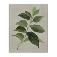 Stupell Industries Arabica Coffee Plant Leaf Canvas Design by Lanie Loreth