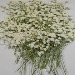 50 pcs Real Pressed Dried Flowers Mini White Gypsophila Baby's Breath for Wedding Invitation Resin DIY Art Floral Decors