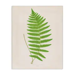 Stupell Industries Single Fern Branch Canvas Design by Phillipa Katz