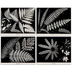 Stupell Industries Ferns Studies with Stark Contrast 4pc Canvas Set Design by Phillipa Katz