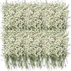 100 Pcs Dried Babys Breath Flowers Bulk Ivory White Babys Breath Real Pressed Flowers Natural Gypsophila for Resin Wedding Art Craft DIY Invitations Scrapbooking Card Making
