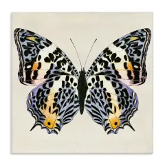 Stupell Industries Speckled Butterfly Sketch Canvas Wall Art Design by Susan Arnot