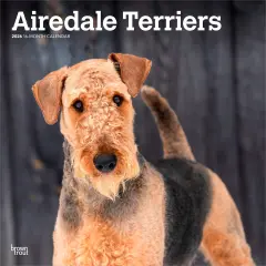 Airedale Terriers | 2026 12 x 24 Inch (Hanging) Monthly Square Wall Calendar | Plastic-Free