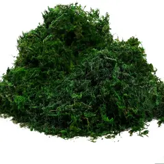 Preserved Forest Moss, Fresh Green (8OZ)