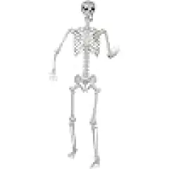 Realistic Life Size Skeleton with Movable Joints for Halloween