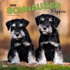 Schnauzer Puppies | 2026 12 x 24 Inch (Hanging) Monthly Square Wall Calendar | Plastic-Free