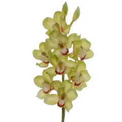 30" Cymbidium Orchid Stem - 3 PACK