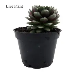 Chick Charmlettes&reg; Nerdy Nelly - Sempervivum - 2" Pot