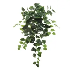 2PC Hanging Philodendron Bush 36" - 2025 Spring Collection