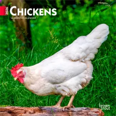 Chickens | 2026 7 x 14 Inch (Hanging) Monthly Mini Wall Calendar
