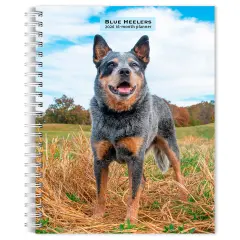 Blue Heelers | 2026 6x7.75 Inch Spiral-Bound Wire-O Weekly Engagement Planner Calendar | New Full-Color Image Every Week