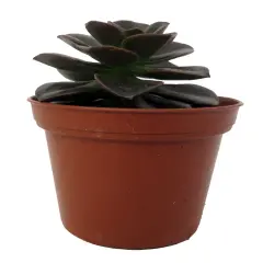 Burgundy Pearl Desert Rose Succulent - Echeveria- 2.5" Pot