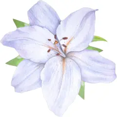 Gift Boutique White Flower Paper Place Mats Disposable Shaped