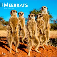 Meerkats | 2026 12 x 24 Inch (Hanging) Monthly Square Wall Calendar | Plastic-Free