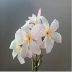 Exotic Thailand Sunrise Plumeria Plant - Frangipani - 8-10" Cutting