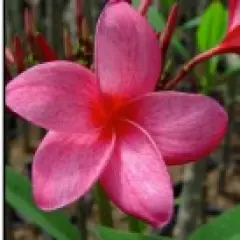 Red Sparkles Plumeria Plant - Frangipani - 12-16" Cutting