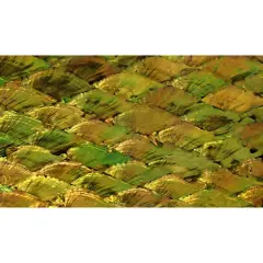 Shell Veneer, 5.5 x 9.5 inches | WMOP, BMOP, Abalone | Includes 3M Adhesive Sheet for Application, Great for Inlay Projects Pearl Old Gold