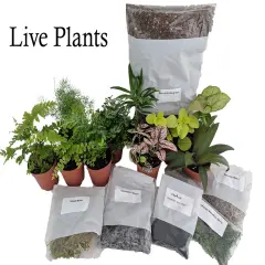 Hirt's Terrarium Kit with 5 Terrarium Plants and 5 Ferns