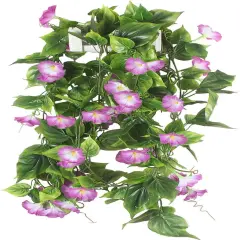 2pcs Morning Glory Hanging Plants
