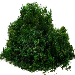 Preserved Forest Moss, Fresh Green (2OZ)
