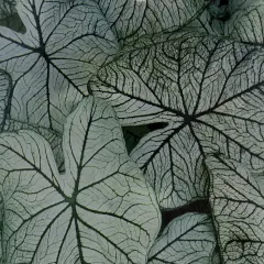 Caladium Allure 3 Bulbs - White/Green