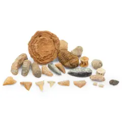 Dinosaur Bone Replica Dig Site Kit with Educational Cards for Kids (15 Species) Brown