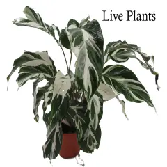 Calathea Stella - Prayer Plant - Calathea lancifolia - 4" Pot