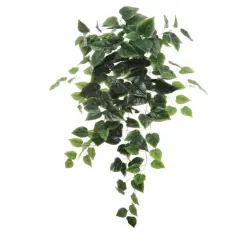 12pcs Hanging Philodendron Bush 36" - 2025 Spring Collection