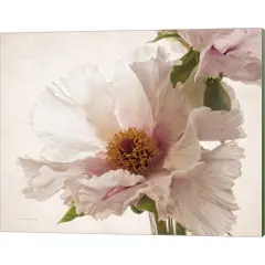 Translucent Peony V by Debra Van Swearingen 20" x 16" Canvas Wall Art