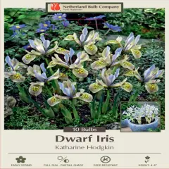 Katharine Hodgkin Orchid Iris 10 Bulbs - 6/+ cm Bulbs