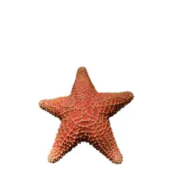 Comic Cushion Starfish Statue