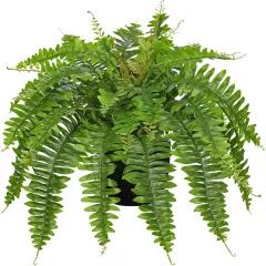 Artificial Fern Plants in Pot 25.5" Artificial Boston Fern 31 Leaves for Outdoors & Indoor Faux Potted Plant Fake Ferns Bush Plant for Patio Garden Farmhouse Porch Home Decor Green