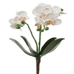 Phalaenopsis Spray 16" - 3 Pack