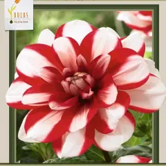 Jamaica Decorative Dahlia - 2 Root Clumps - Double White/Red Blooms