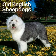 Old English Sheepdogs | 2026 12 x 24 Inch (Hanging) Monthly Square Wall Calendar | Plastic-Free