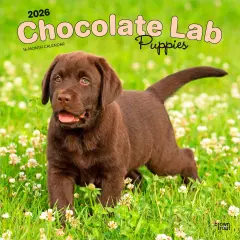 Chocolate Labrador Retriever Puppies | 2026 12 x 24 Inch (Hanging) Monthly Square Wall Calendar | Plastic-Free