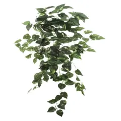 Hanging Pothos Bush 36" - 2025 Spring Collection