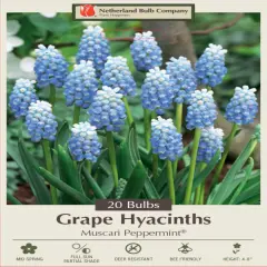 Peppermint Grape Hyacinth 20 Bulbs -Muscari-White/Periwinkle Blue- 8/9 cm Bulbs