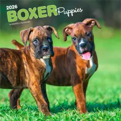 Boxer Puppies | 2026 12 x 24 Inch (Hanging) Monthly Square Wall Calendar | Plastic-Free