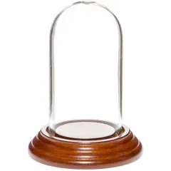 Plymor 1.85" x 3.5" Mini Glass Display Dome Cloche Walnut Veneer