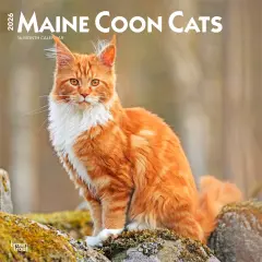 Maine Coon Cats | 2026 12 x 24 Inch (Hanging) Monthly Square Wall Calendar | Plastic-Free