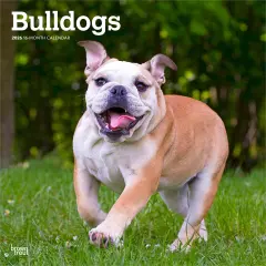 Bulldogs | 2026 12 x 24 Inch (Hanging) Monthly Square Wall Calendar | Plastic-Free