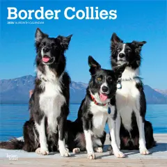 Border Collies | 2026 12 x 24 Inch (Hanging) Monthly Square Wall Calendar | Plastic-Free