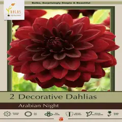 Arabian Night Decorative Dahlia - 2 Root Clumps - Crimson Red