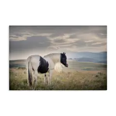 Stupell Industries Spotted Horse on Sunny Terrain Canvas By PHBurchett